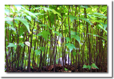 Miniature Forest 
